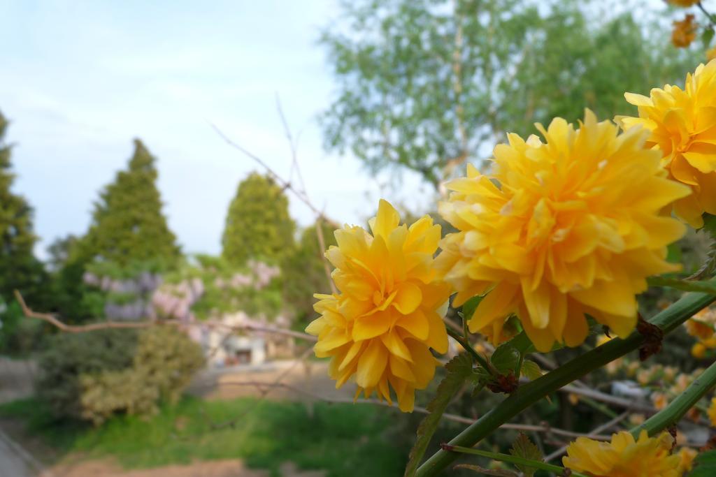 B&B Casa Sul Lago - Appartamenti カルチェラーニカ・アル・ラーゴ エクステリア 写真